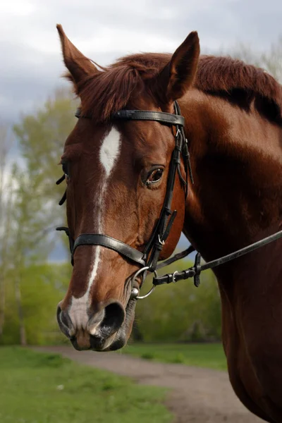 Gambar Kuda Olahraga Berbusana Luar Ruangan — Stok Foto