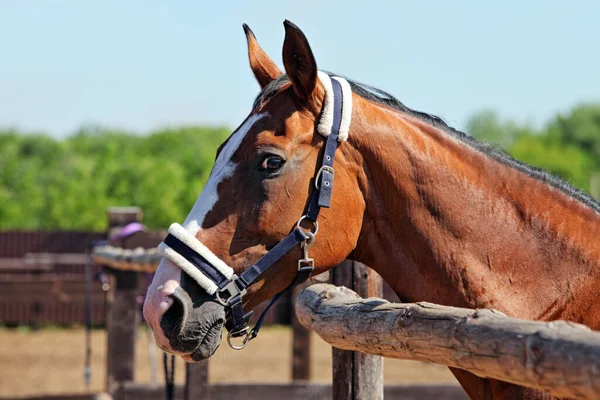 Kuda Thoroughbred Bay Melawan Latar Belakang Pagar Corrale Kayu — Stok Foto