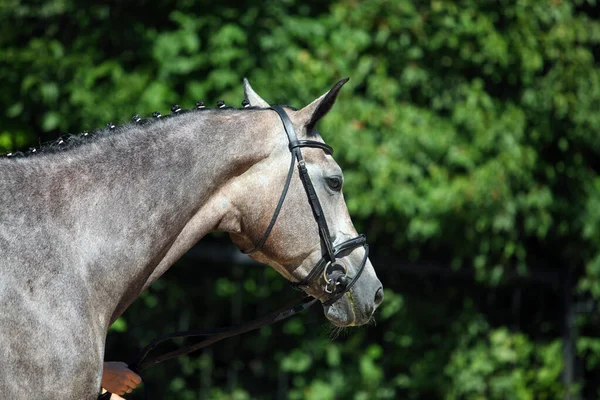 Retrato Cavalo Andaluz Fundo Escuro — Fotografia de Stock