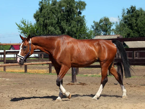 Cheval Course Galopant Dans Paddock — Photo