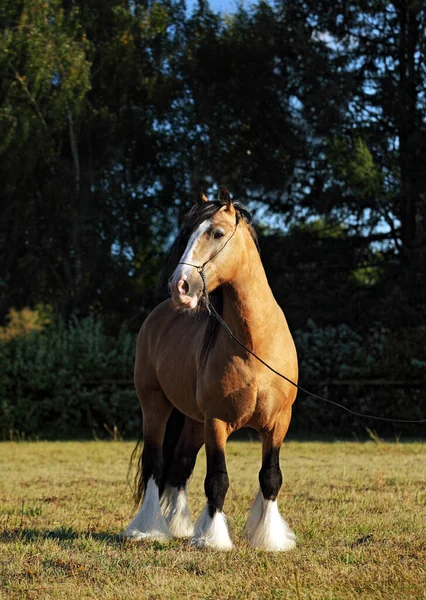 Retrato Caballo Mazorca Irlandesa Pastos Verdes Verano — Foto de Stock