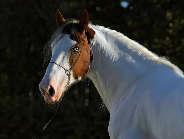 American Drum Horse Egy Modern Amerikai Fajta Nehéz Huzat Típusú — Stock Fotó