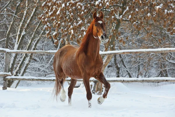 Belos Esportes Passeios Cavalo Rancho Inverno — Fotografia de Stock