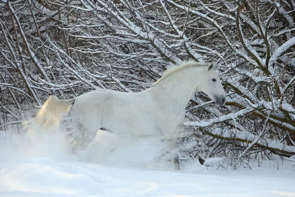Vakker Hvit Hest Går Vinterskog Varm Pust – stockfoto