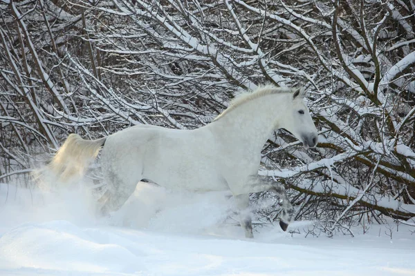 Hermoso Caballo Blanco Camina Los Bosques Invierno Aliento Caliente — Foto de Stock