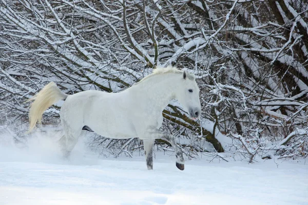 Vakker Hvit Hest Går Vinterskog Varm Pust – stockfoto