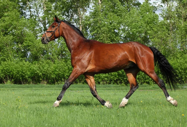 Pur Sang Course Cheval Trotter Dans Ranch Prairie — Photo