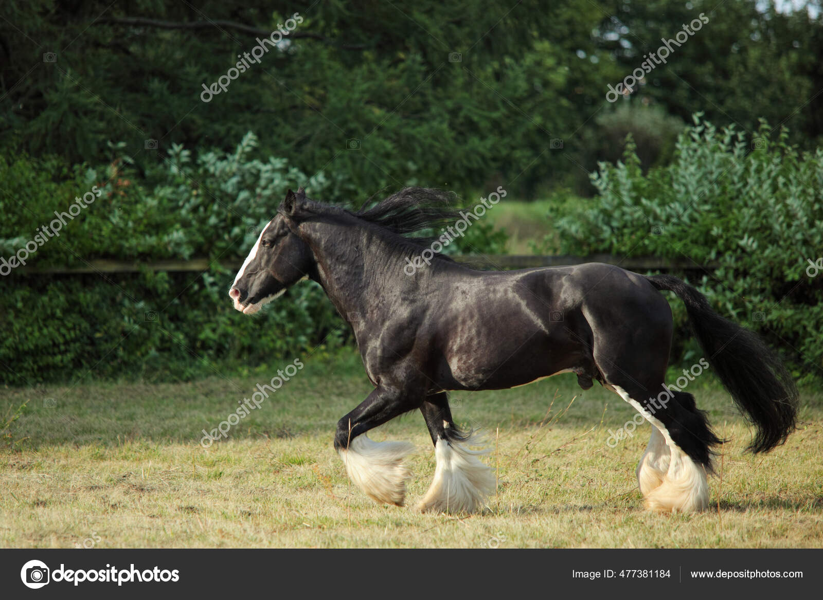 Shire Horse Black Stallion Galloping Summer Farm &#8212; Stock Photo ...