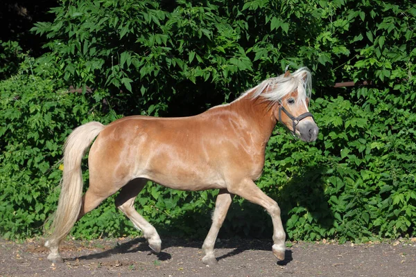 Sorrel Haflinger Kůň Chodí Zeleném Výběhu — Stock fotografie