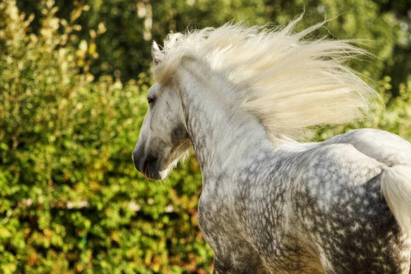 Running Cavalo Retrato Com Agitação Selvagem Juba — Fotografia de Stock