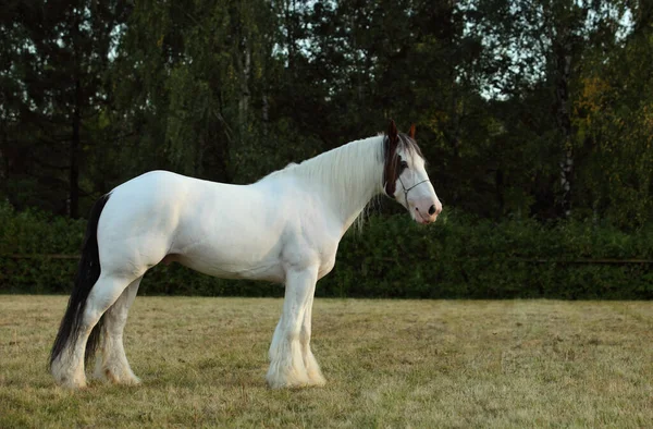 American Drum Horse Современная Американская Порода Тяжелой Лошади Призывного Типа — стоковое фото