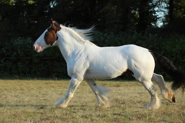 Американський Кінь Друм Англ American Drum Horse Американська Порода Важкого — стокове фото