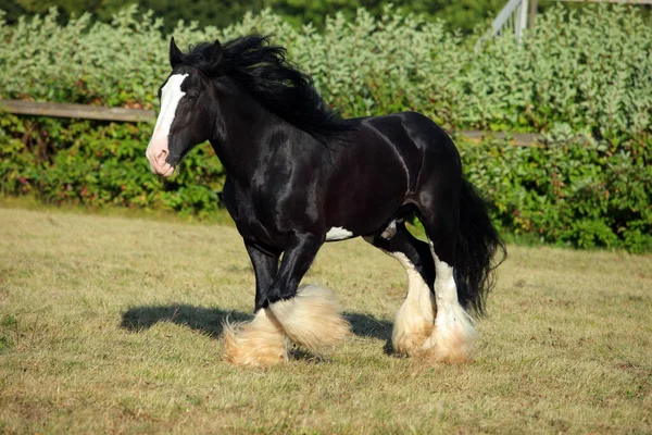 Черный Ширский Конь Свободно Бегает Ранчо — стоковое фото
