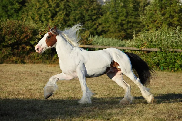 American Drum Horse Egy Modern Amerikai Fajta Nehéz Huzat Típusú — Stock Fotó