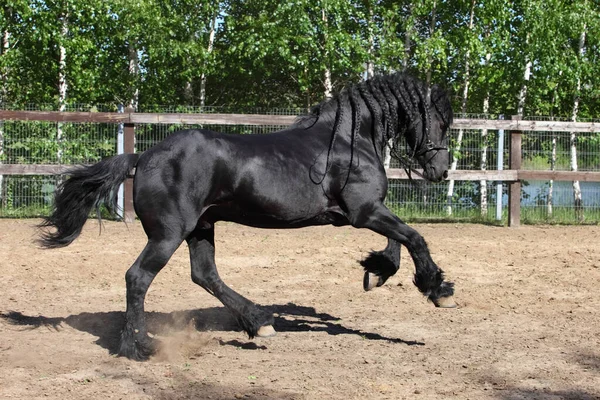 Friesian Horse Black Stallion Portrait Green Summer Meadow — Stock Photo, Image