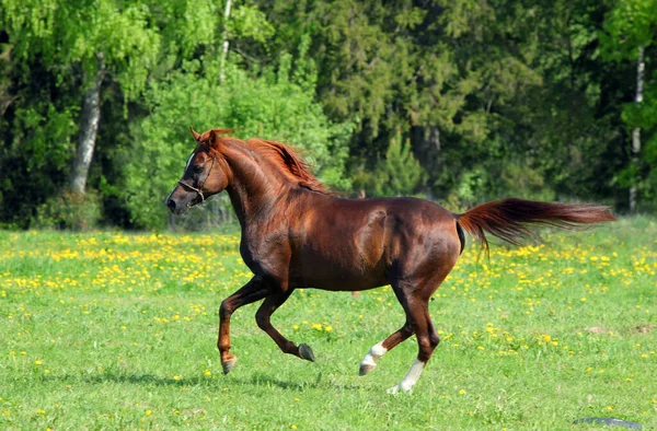 Arabisk Häst Galopperar Sommaräng — Stockfoto