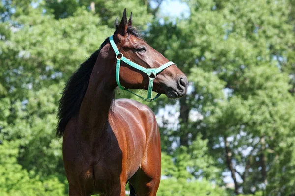 Koń Wyścigowy Czystej Krwi Letnim Tle Natury — Zdjęcie stockowe