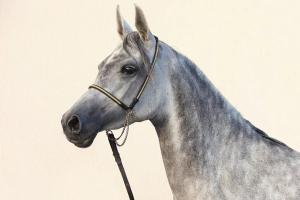 Caballo Español Puro Pre Retrato Sobre Fondo Pared Claro — Foto de Stock