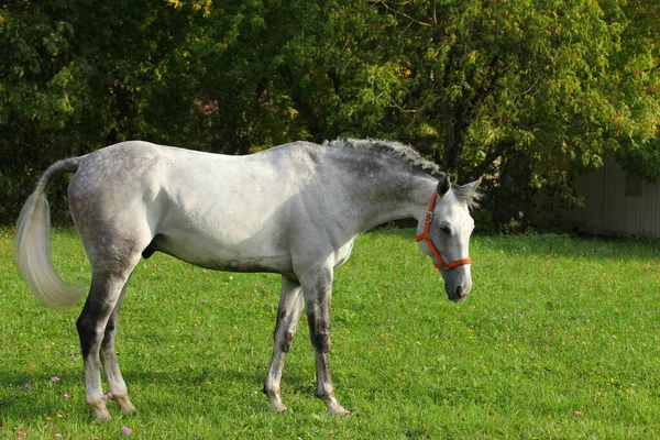 Holsteiner Kůň Portrét Zelených Letních Polích Pozadí — Stock fotografie