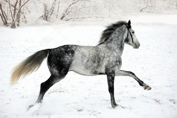 Hermoso Caballo Salvaje Galliopando Los Bosques Invierno — Foto de Stock