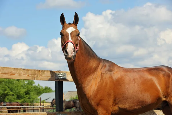 Joven Semental Aristocrático Bahía Akhal Teke Raza Caballo Turkmenistán Pie — Foto de Stock