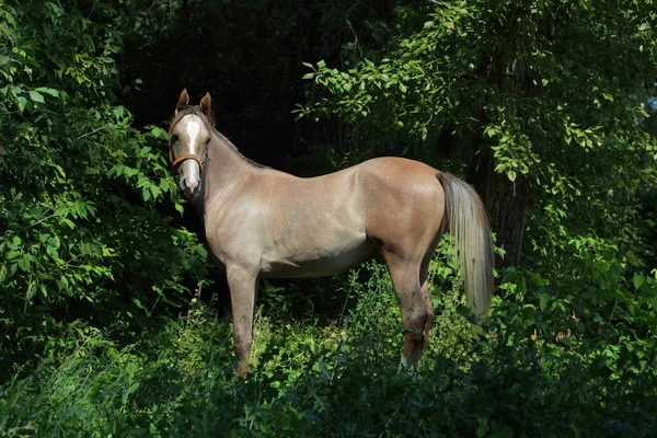 Arabské Hříbě Letních Lesích — Stock fotografie