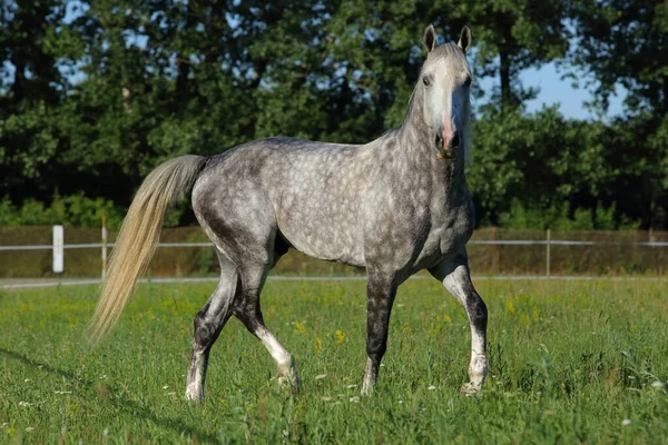 Retrato Dapple Cavalo Cinza Galopando Paddock — Fotografia de Stock