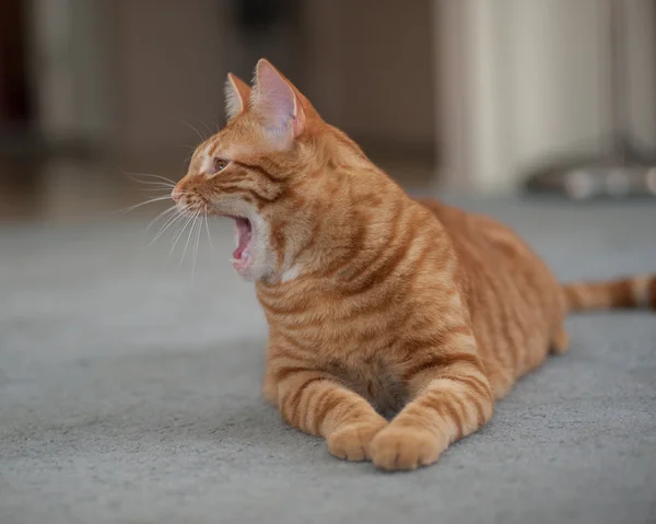 Ospalý oranžové kočka ukazuje tlapky. — Stock fotografie
