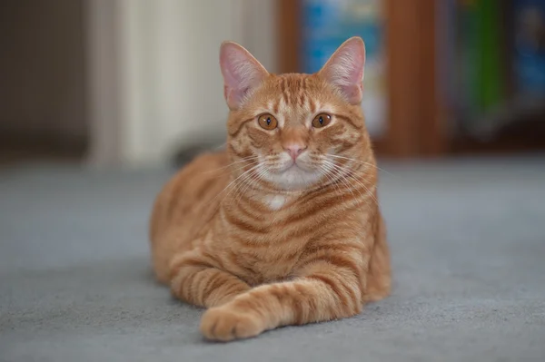 Tabby-Katze liegend mit dem Gesicht nach oben. — Stockfoto