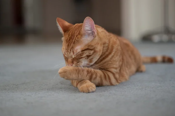 좋은 위생을 보여주는 줄무늬 고양이. — 스톡 사진