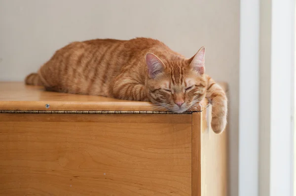 주황색 고양이 눈 마주보 고 왼쪽 — 스톡 사진