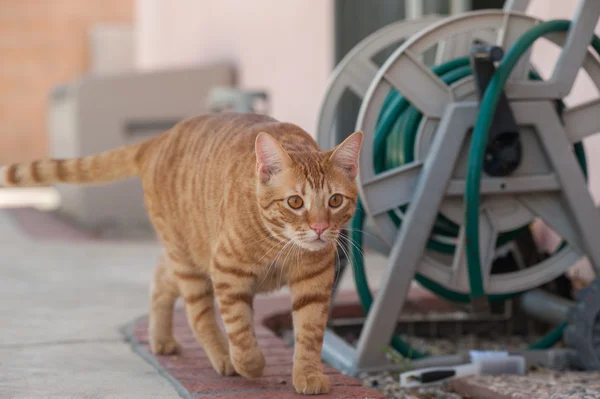 Orange Tabby on the hunt — Stock Photo, Image