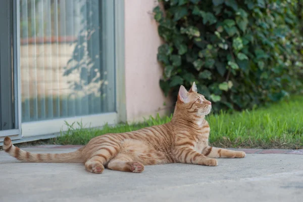 Oranje Tabby dagdromen op patio — Stockfoto