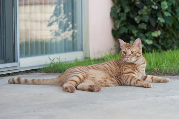 Oranžová Tabby relaxaci na terase — Stock fotografie