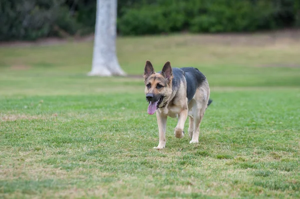 Safkan köpek egzersiz — Stok fotoğraf