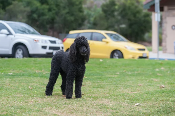 Siyah kıl köpek ayakta uyarı çimenlerin üzerinde — Stok fotoğraf