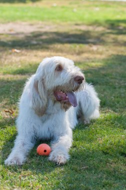 Beyaz kıl köpek gölgede nefes nefese