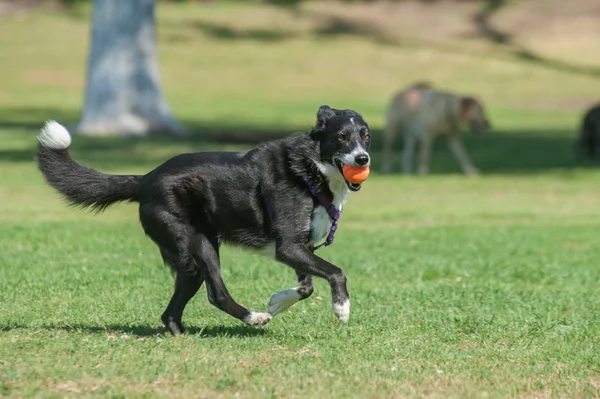 Energisk vallhund har roligt — Stockfoto