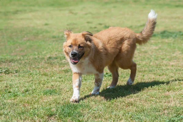 Kocaman bir gülümseme ile köpek park eğlenceli — Stok fotoğraf