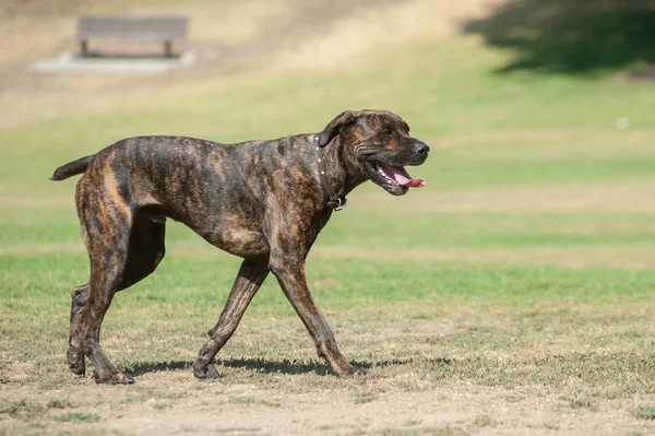 Promenera över hunden park — Stockfoto