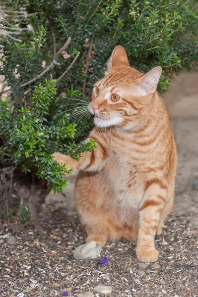 Feline exploring under the branches — Stock Photo, Image