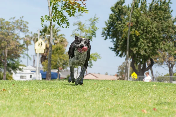 Vasıl belgili tanımlık köpek park dizginsiz coşku. — Stok fotoğraf