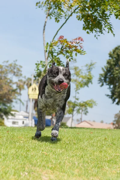 Tongue flapping while running — Stock Photo, Image