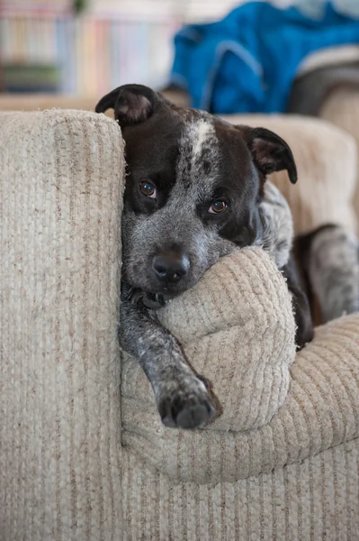 Köpek insan konfor zevk — Stok fotoğraf