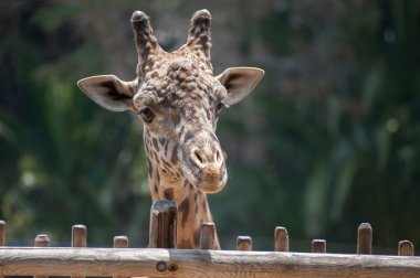 Masai zürafa kafa ve yüz 