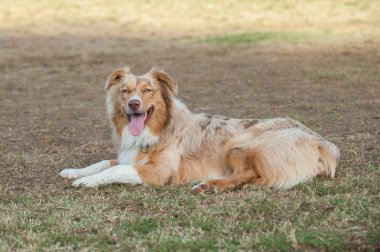 Mutlu köpek bir mola.