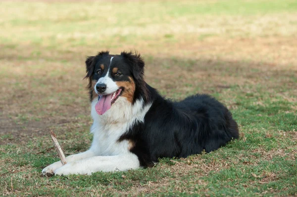 Tomando un descanso con su palo — Foto de Stock