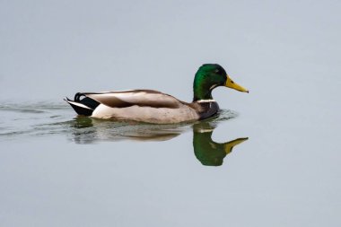 Erkek ördek, gölet suyunun yansıtıcı yüzeyinde yüzerek ardında dalgalar bırakır..