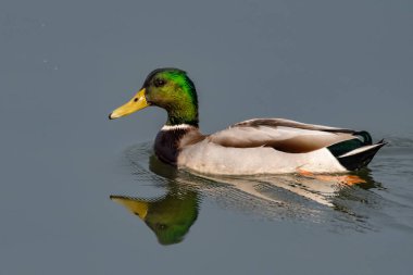 Erkek ördek, gölet suyunun yansıtıcı yüzeyi boyunca yüzerek ardında dalgalar bırakır..