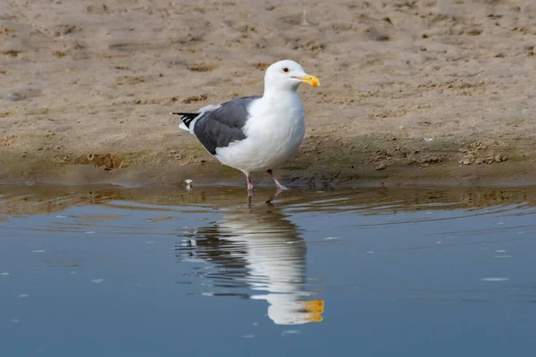 Kalifornische Möwe Steht Ufer Des Mündungswassers Und Spiegelt Sich Der — Stockfoto